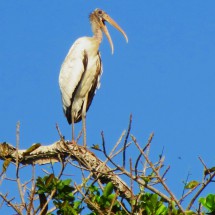 Kind of Stork